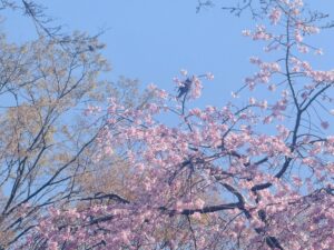 spring season